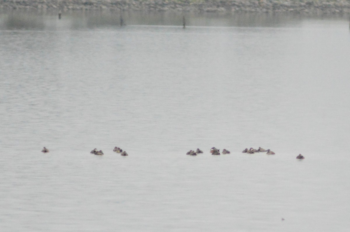 צחראש אדמוני - ML626056219