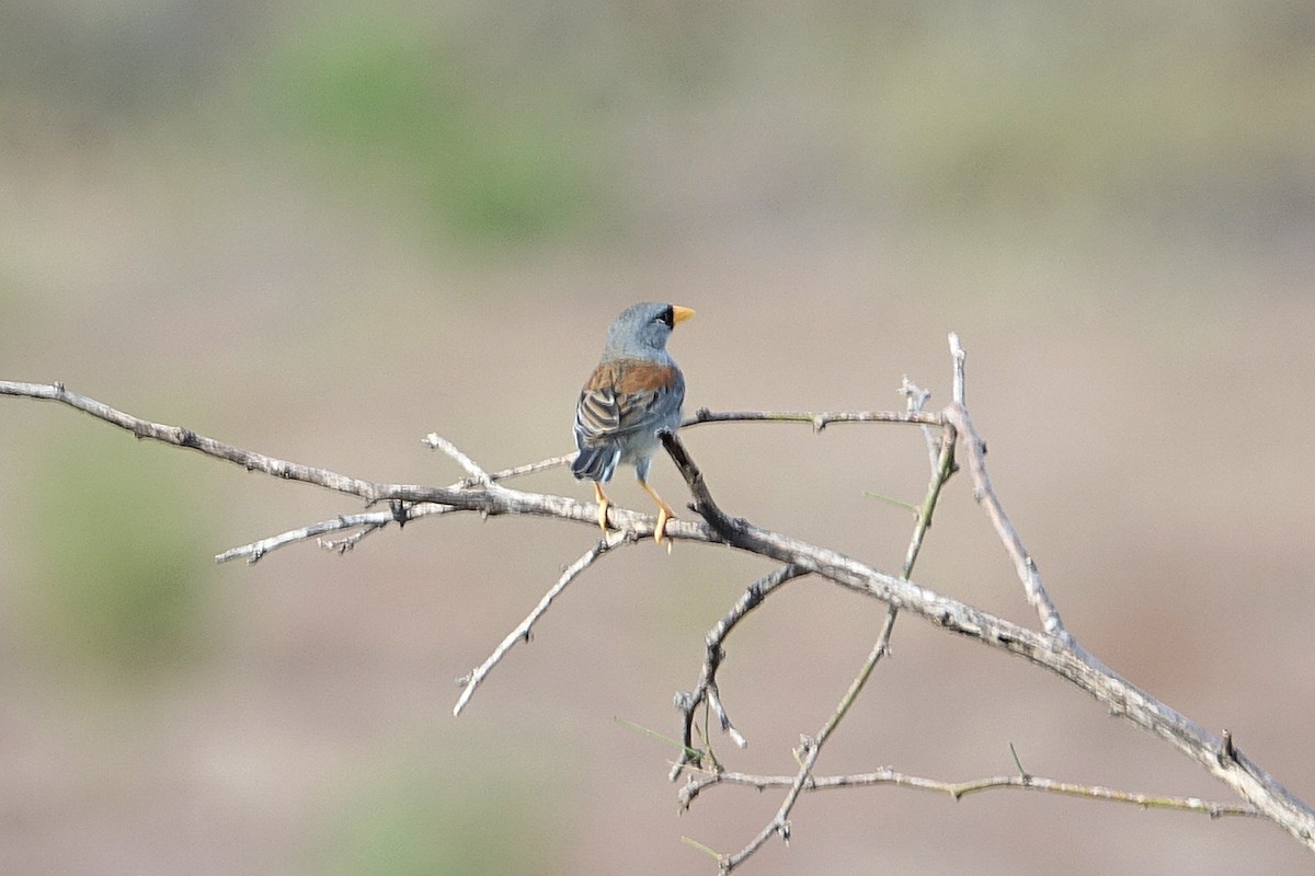 Little Inca-Finch - ML626056233