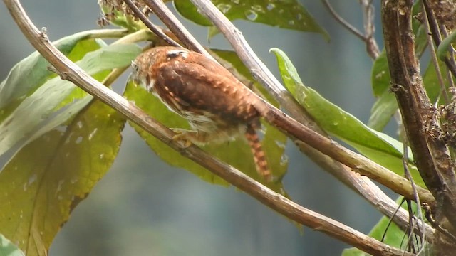 Yungas Pygmy-Owl - ML626056252