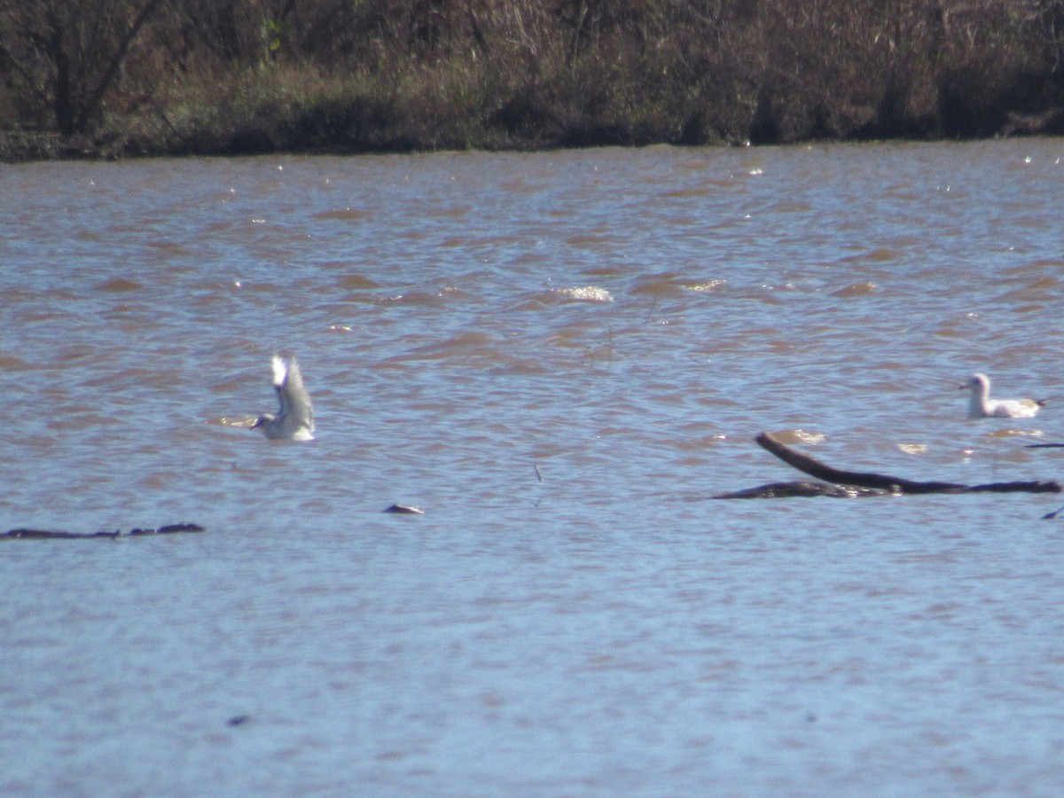 gull sp. - ML626056362