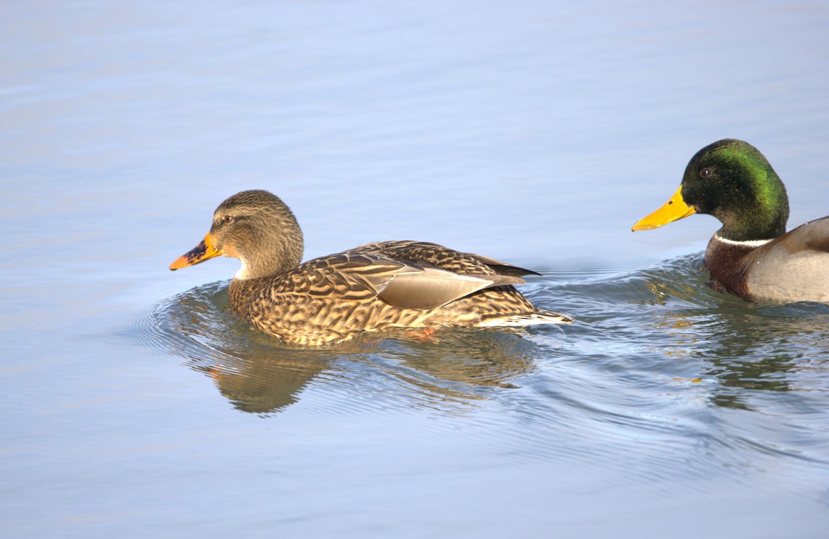 Canard colvert - ML626056497