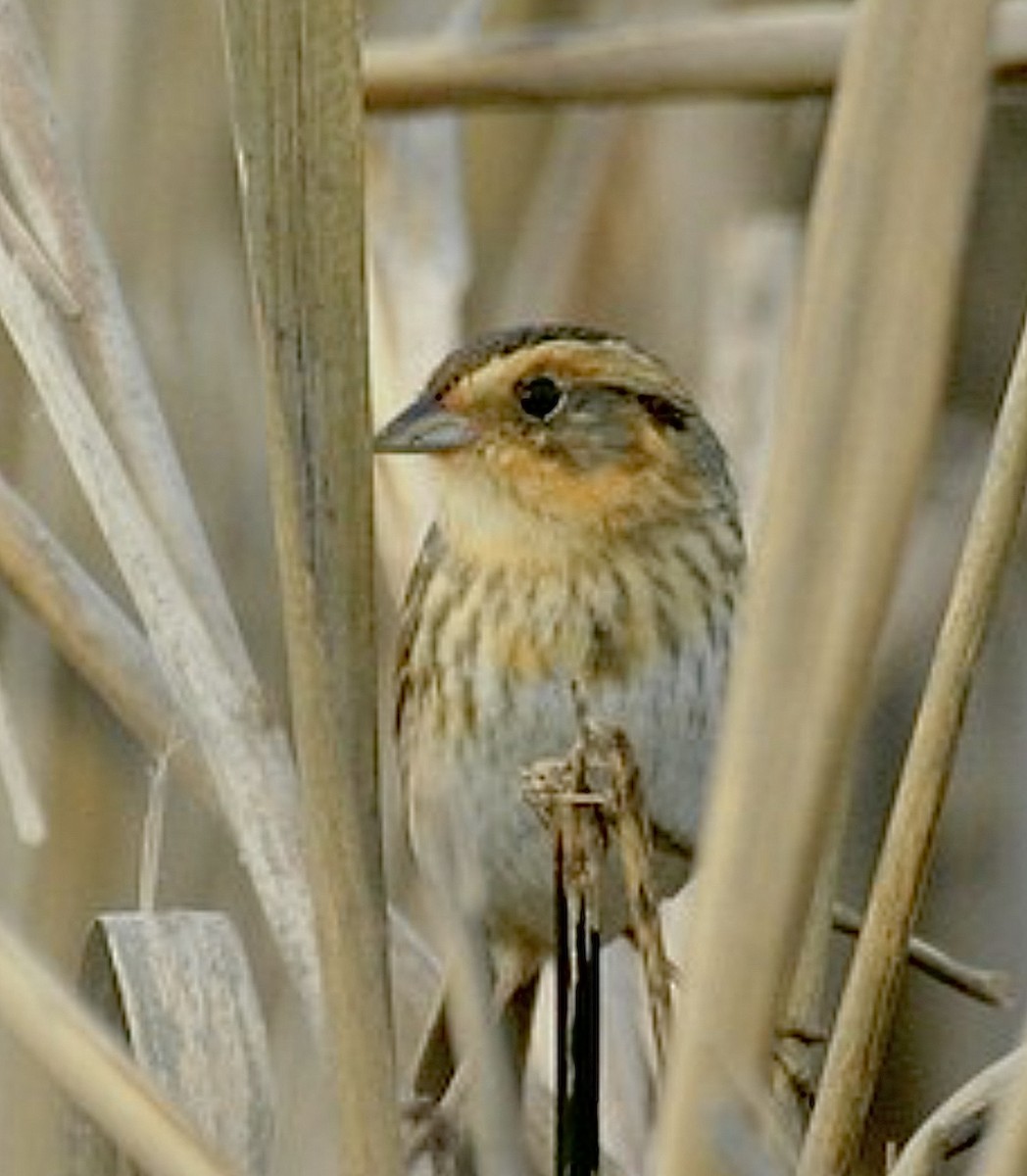 Nelson's Sparrow (Atlantic Coast) - ML626056653