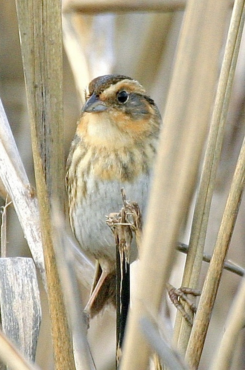 Nelson's Sparrow (Atlantic Coast) - ML626056769