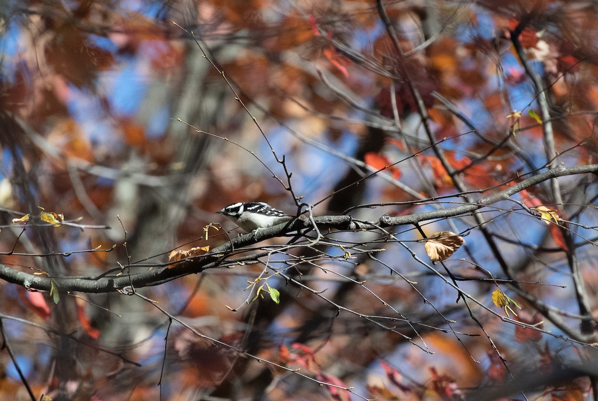 Downy Woodpecker - ML626056777