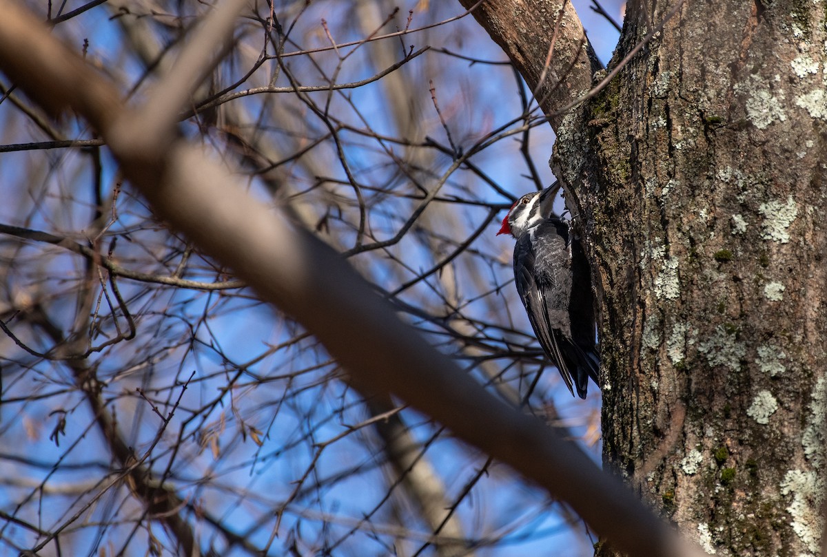 Pileated Woodpecker - ML626056786