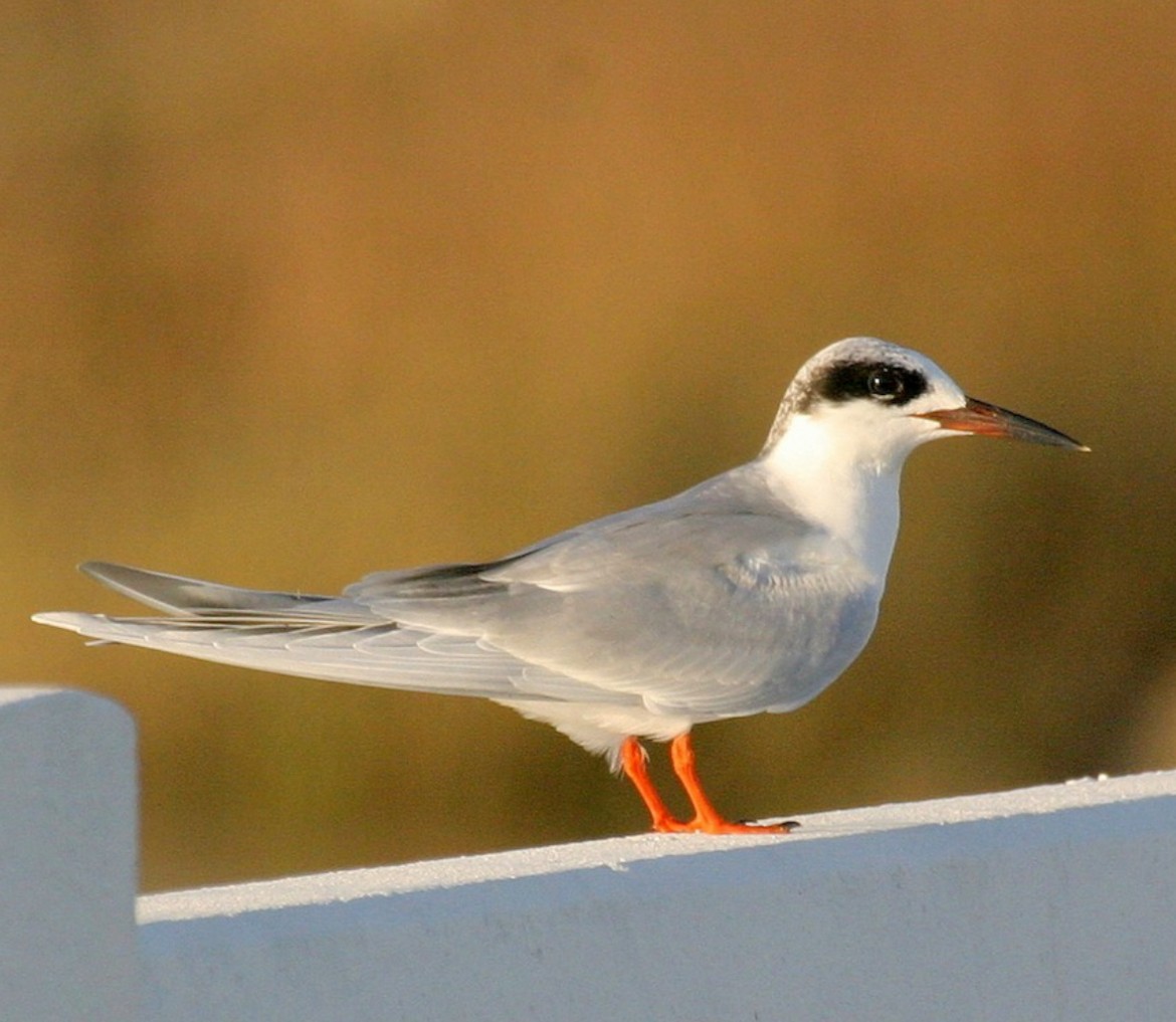 Forster's Tern - ML626056821