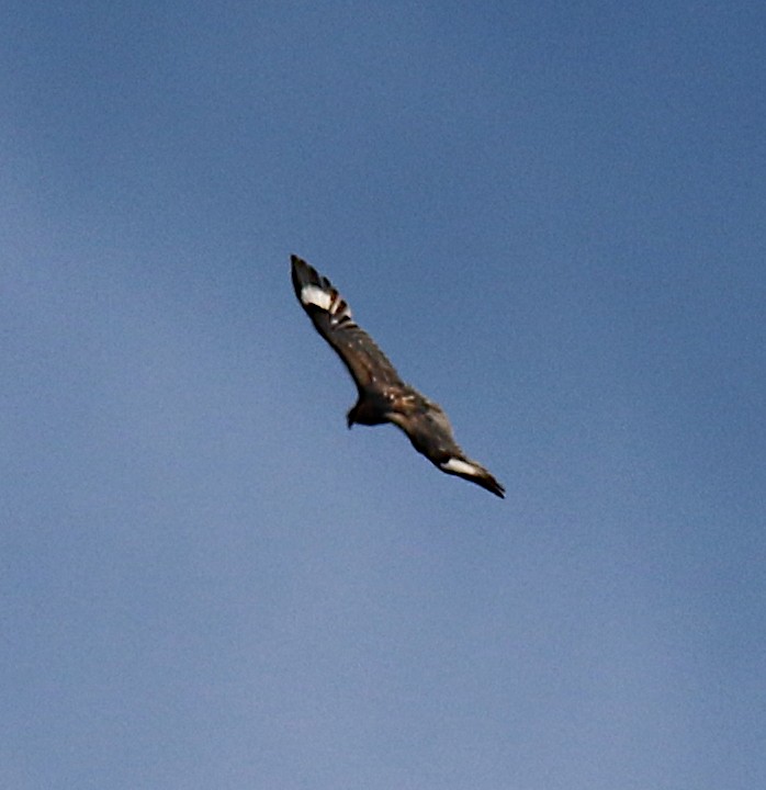 Black-breasted Kite - ML626056832
