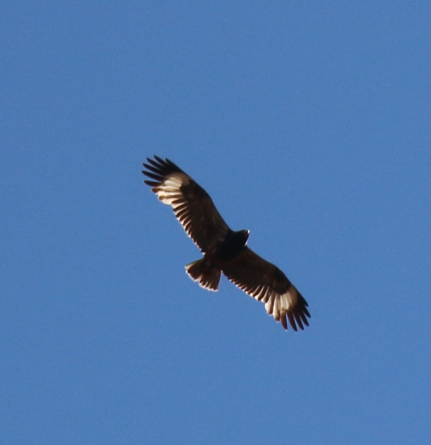 Black-breasted Kite - ML626056833