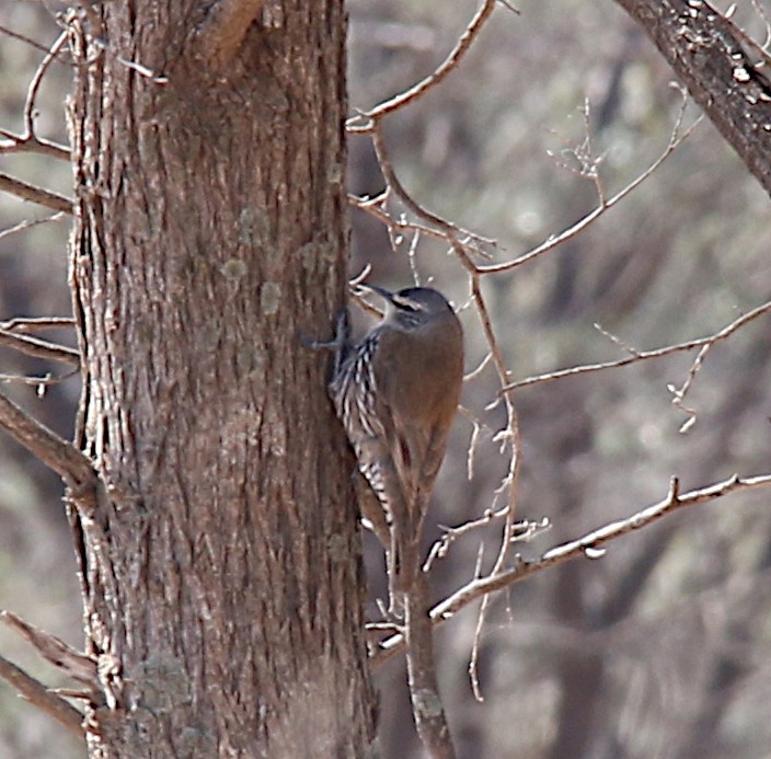 White-browed Treecreeper - ML626056840