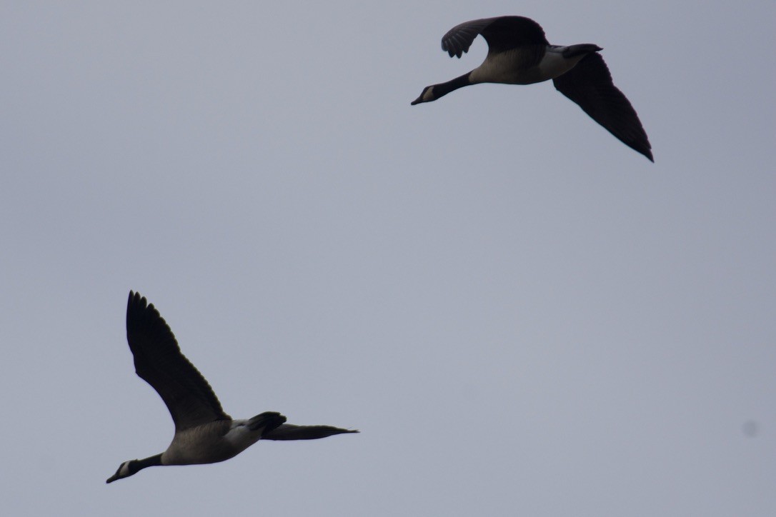 Canada Goose - C.H. Wood
