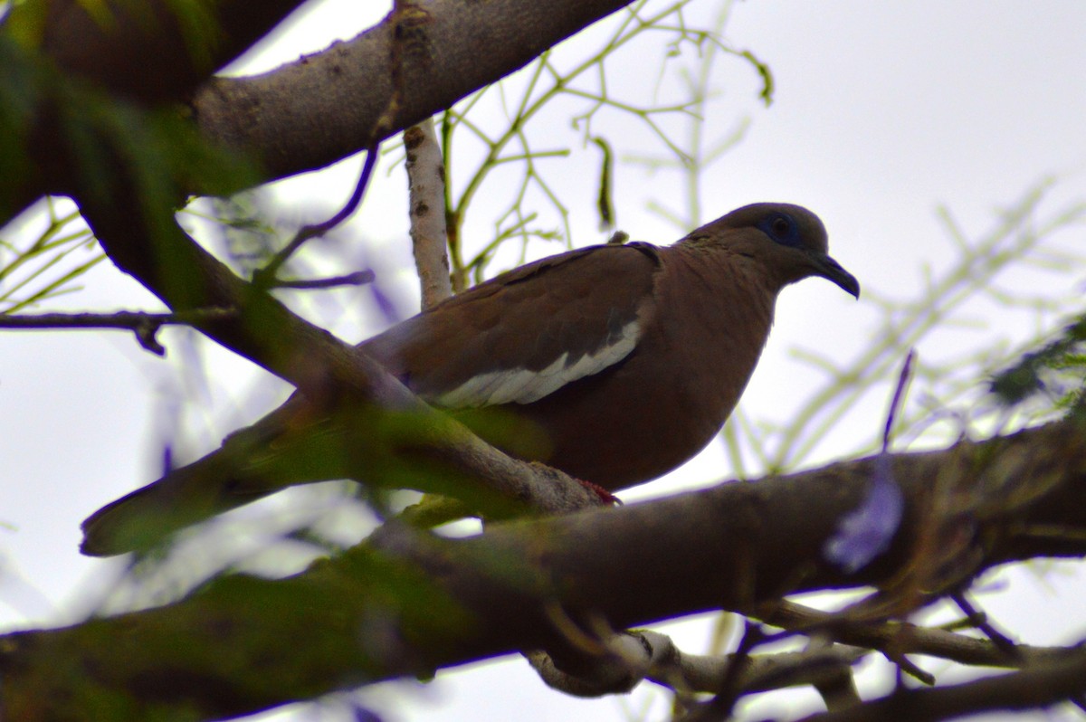 West Peruvian Dove - ML626056935