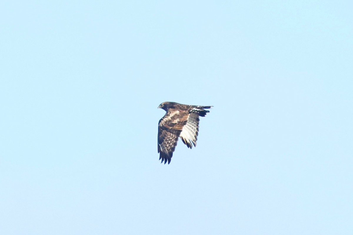 Rough-legged Hawk - ML626057079