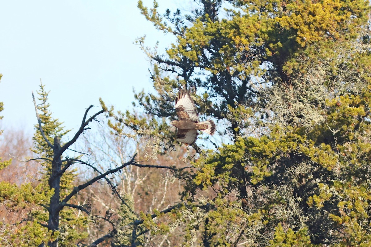 Rough-legged Hawk - ML626057083