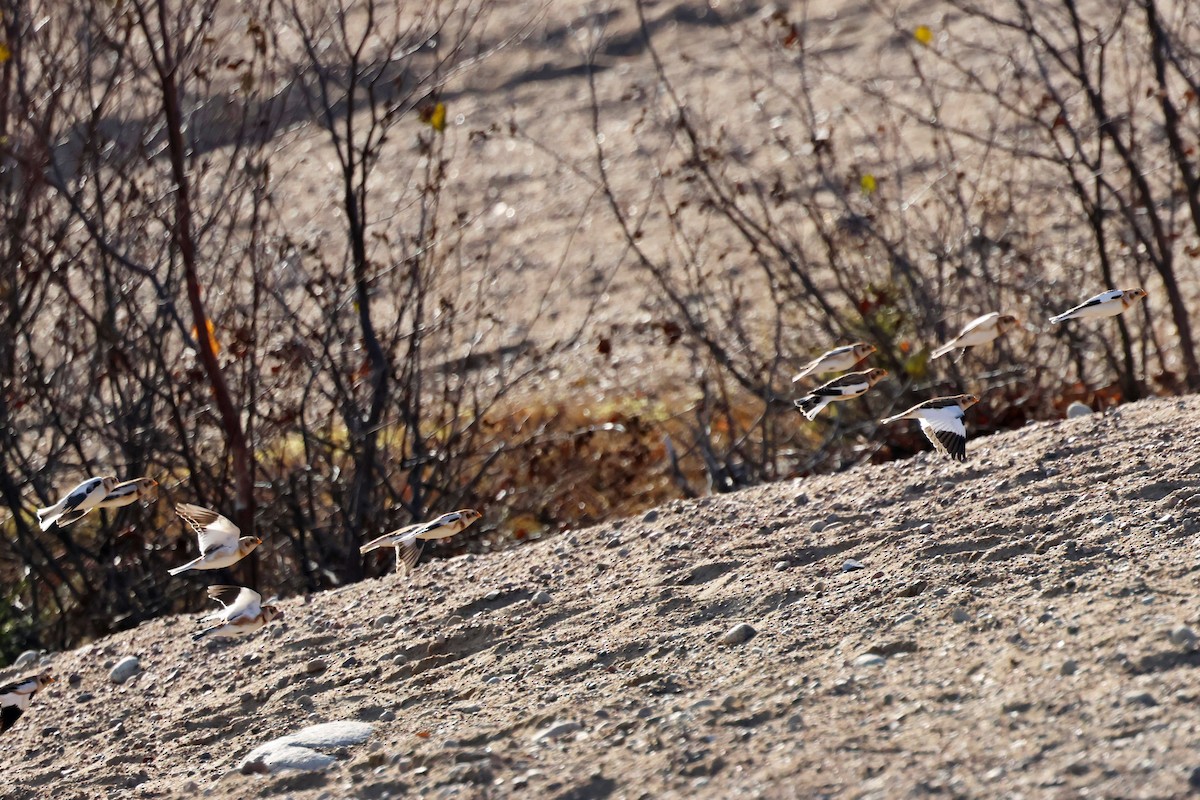 Snow Bunting - ML626057106