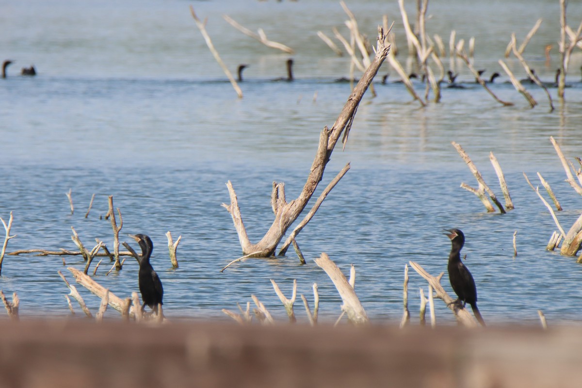 Neotropic Cormorant - ML626057130