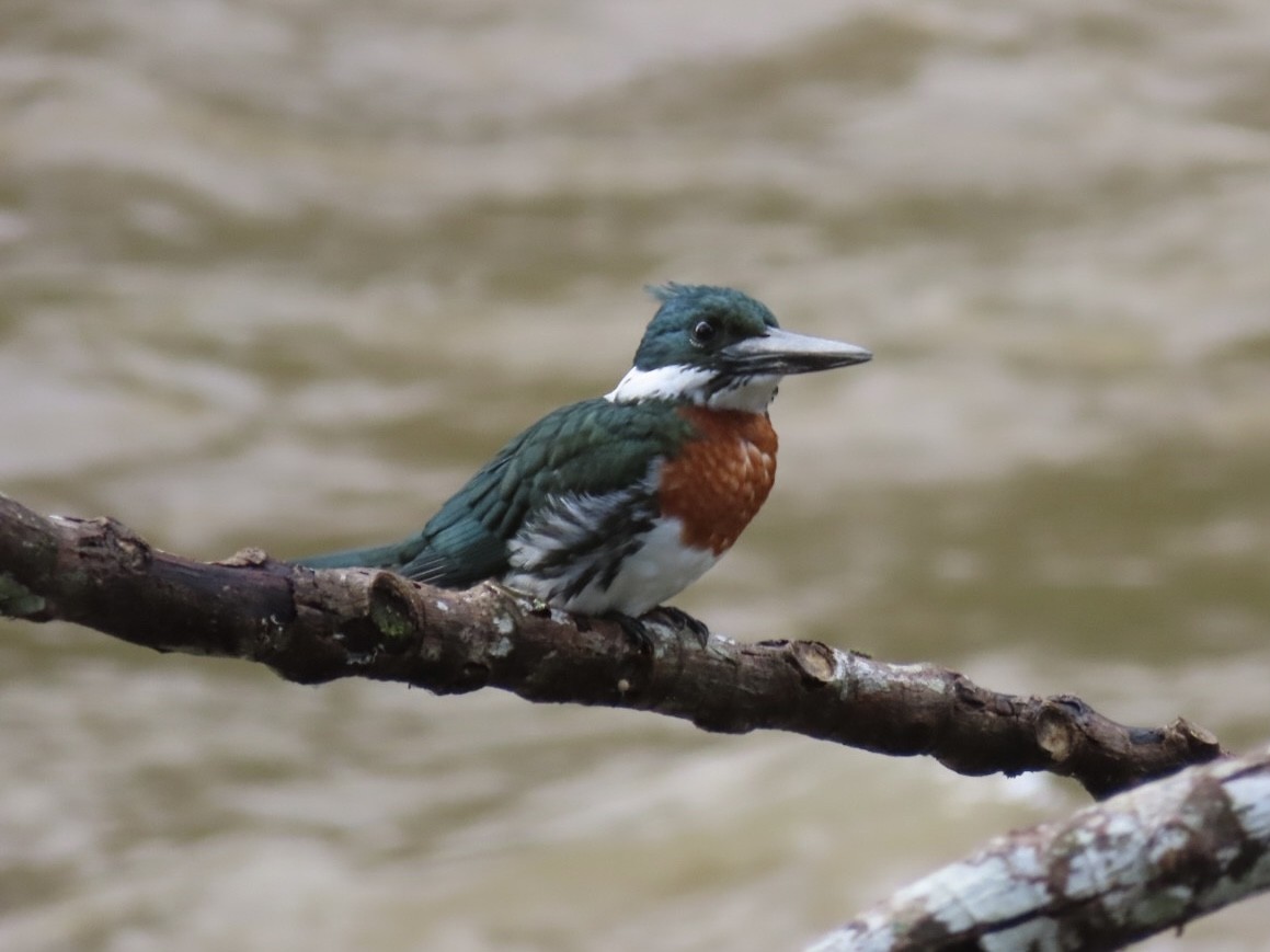 Amazon Kingfisher - ML626057198