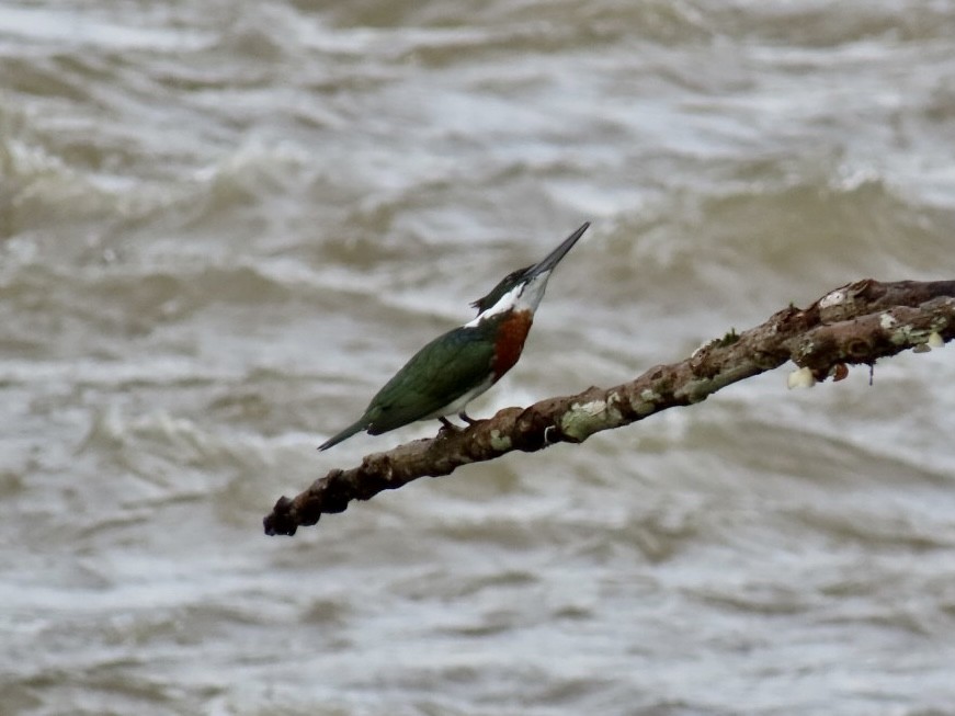 Amazon Kingfisher - ML626057199