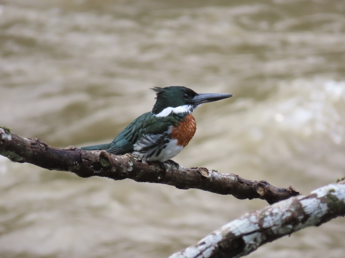 Amazon Kingfisher - ML626057200