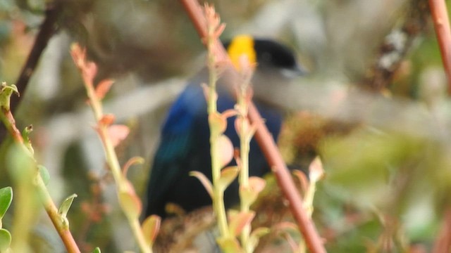 Yellow-scarfed Tanager - ML626057246