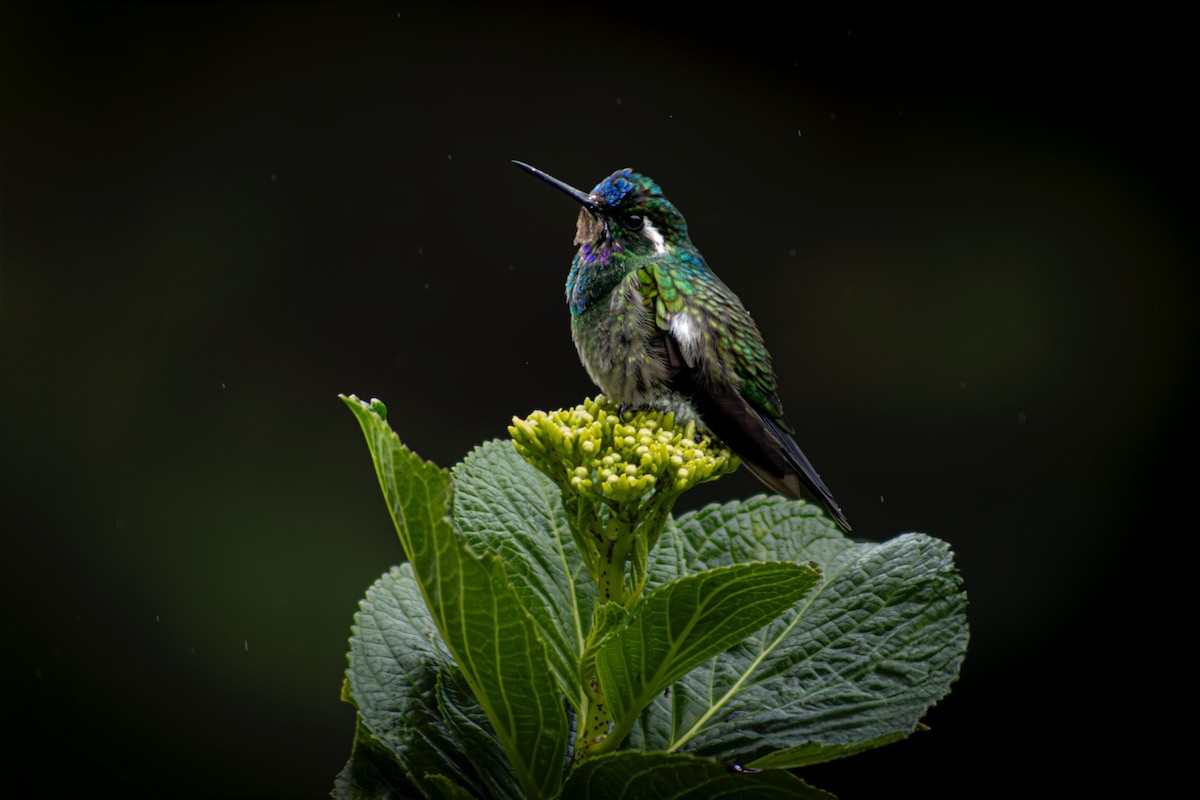 Purple-throated Mountain-gem - ML626057268