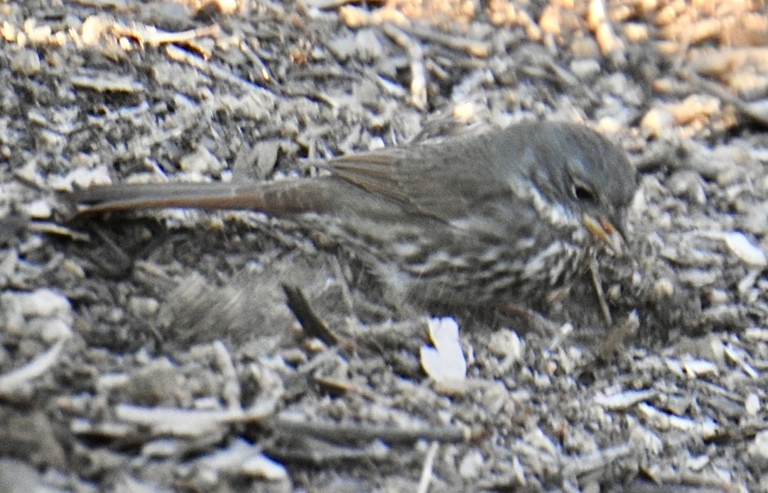 Fox Sparrow (Slate-colored) - ML626057472