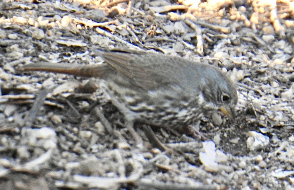 Fox Sparrow (Slate-colored) - ML626057473