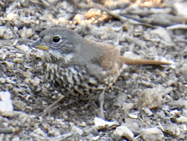 Fox Sparrow (Slate-colored) - ML626057474