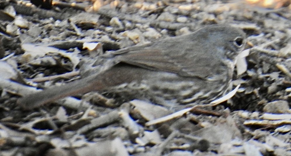 Fox Sparrow (Slate-colored) - ML626057476