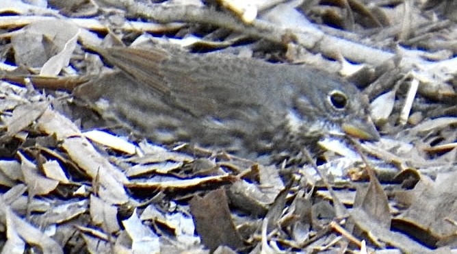 Fox Sparrow (Slate-colored) - ML626057477