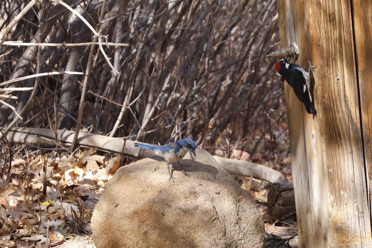 California Scrub-Jay - ML626057490