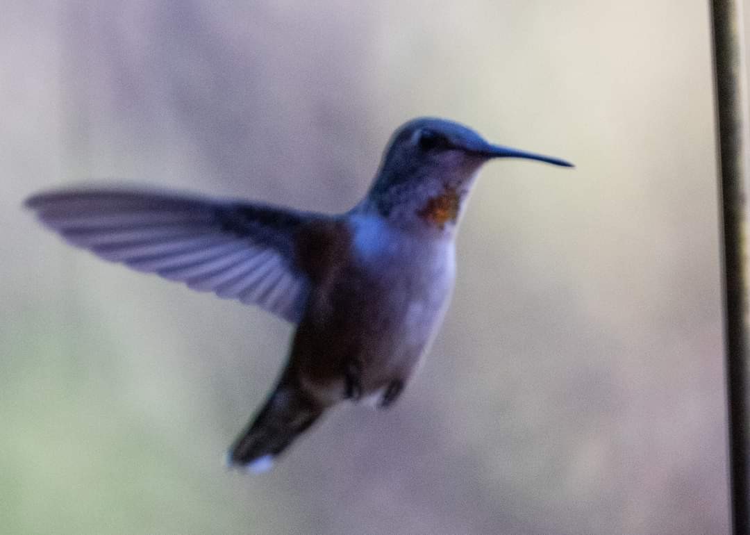Rufous/Allen's Hummingbird - ML626057510