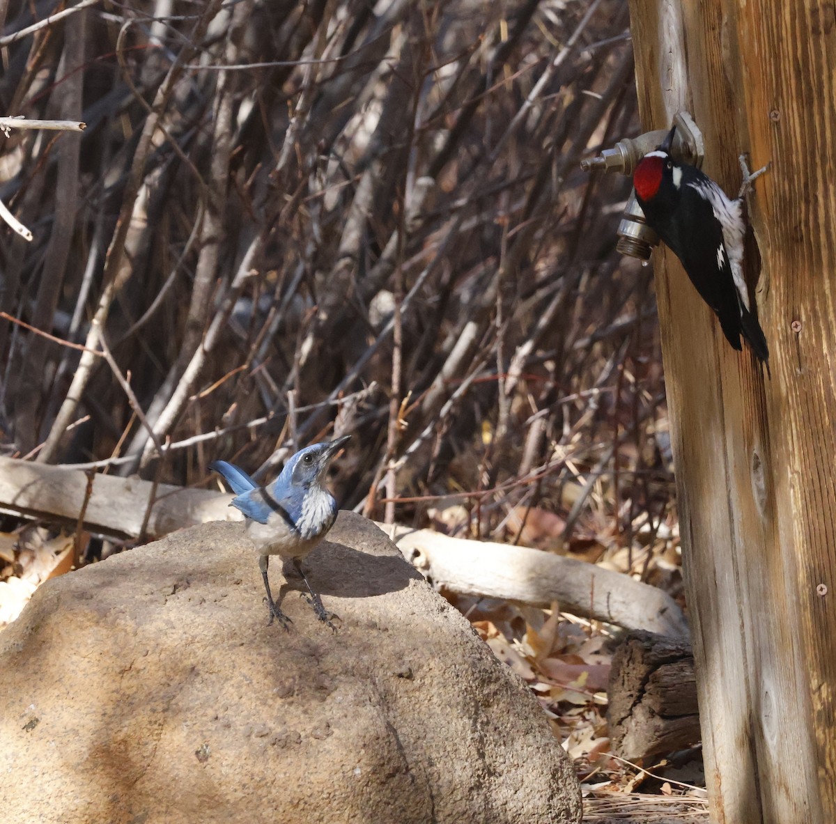 California Scrub-Jay - ML626057587