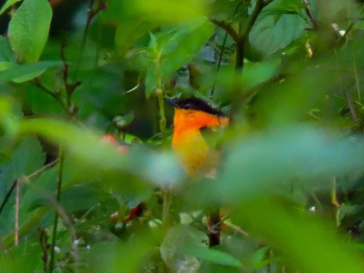 Orange-collared Manakin - ML626057614