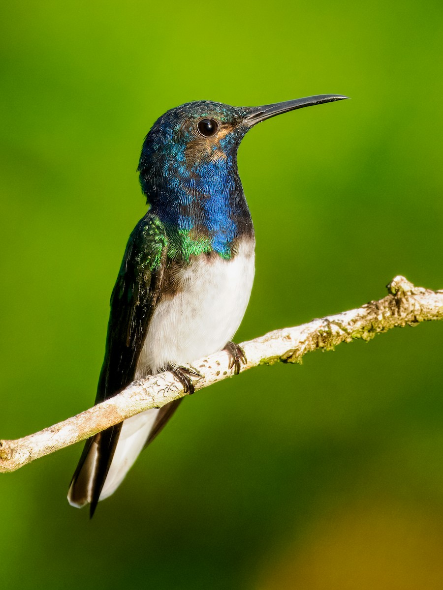 White-necked Jacobin - ML626057656