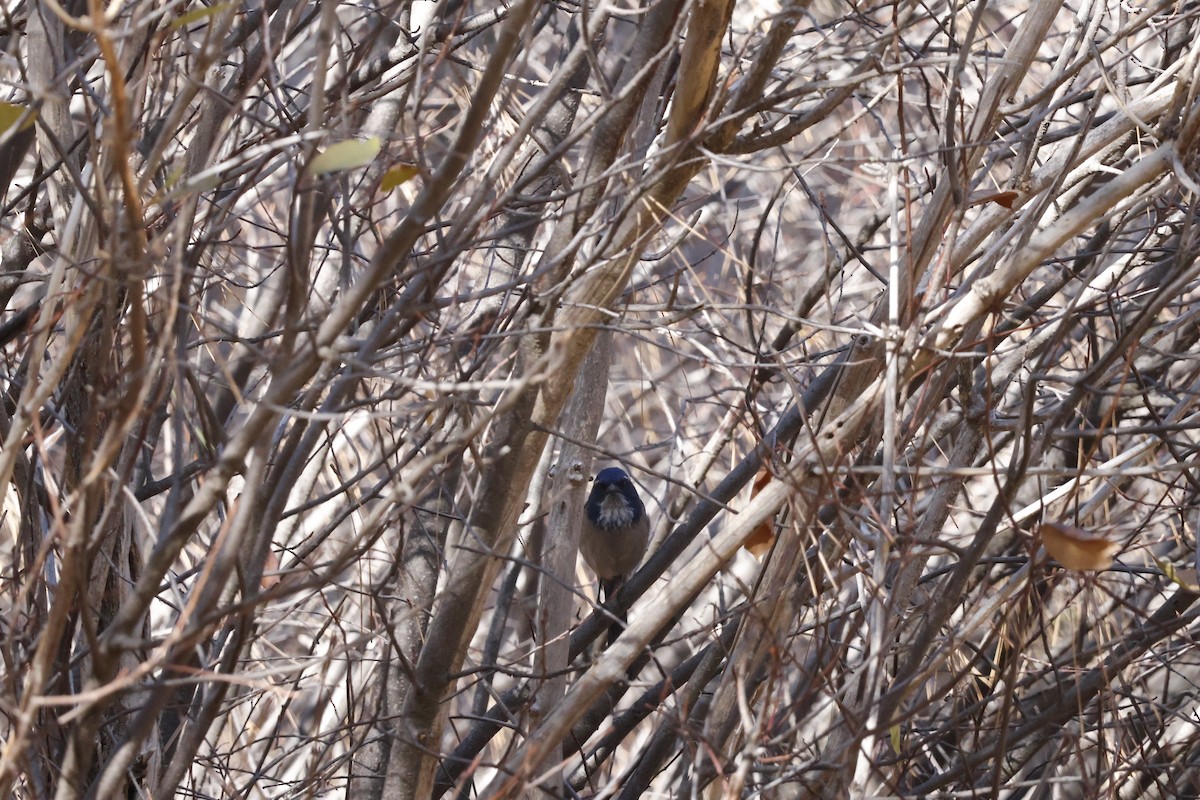 California Scrub-Jay - ML626057662