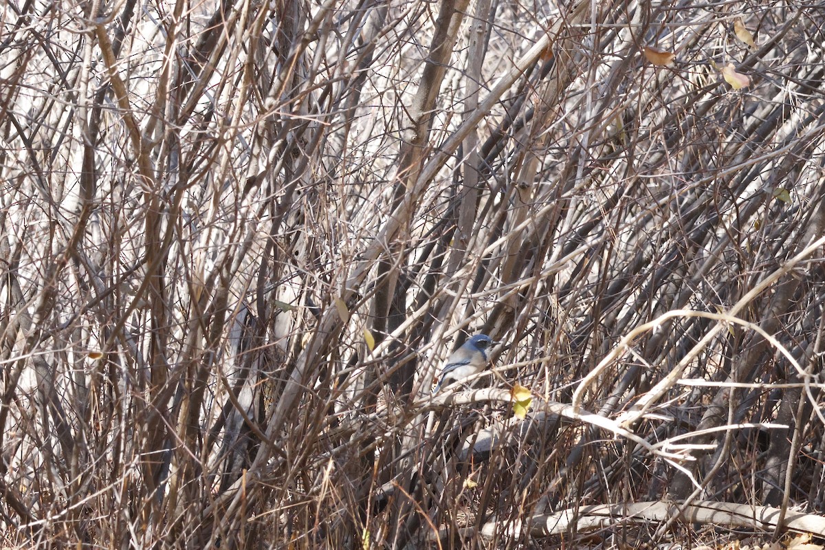 California Scrub-Jay - ML626057685