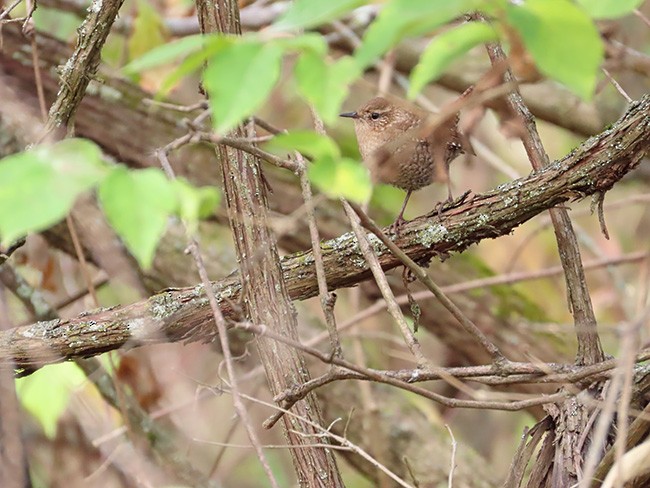 Winter Wren - ML626057698