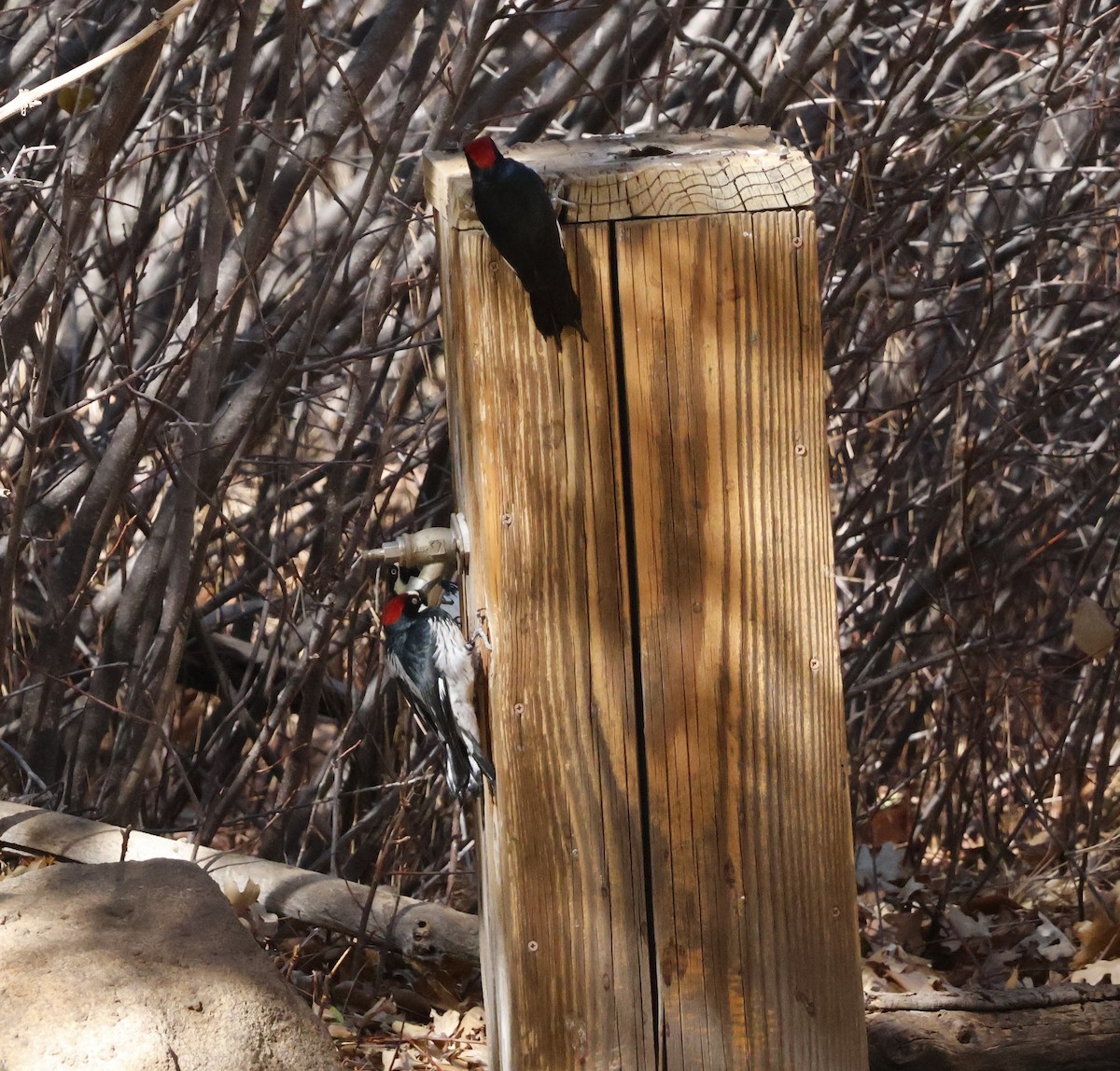 Acorn Woodpecker - ML626057709