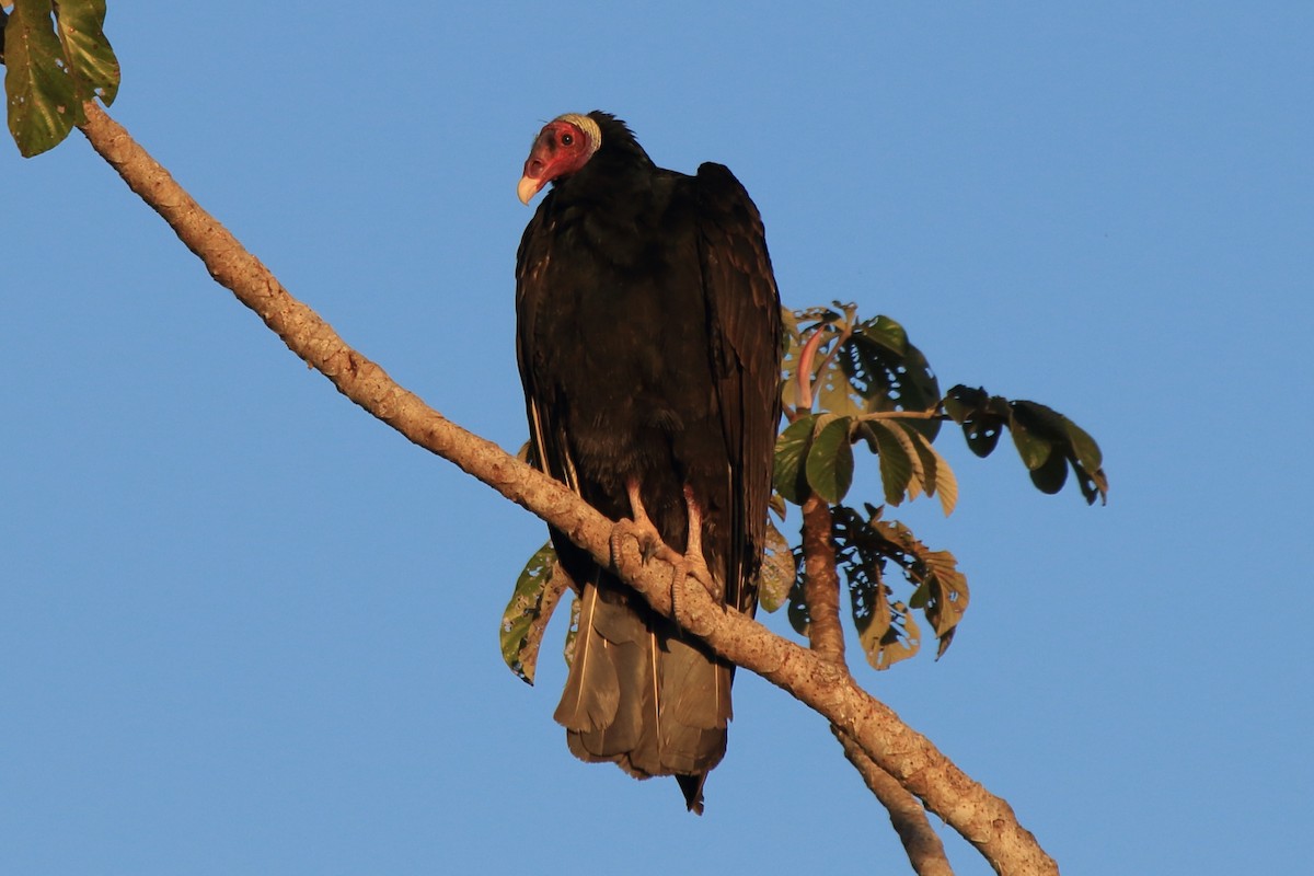 kondor krocanovitý (ssp. ruficollis) - ML62605771