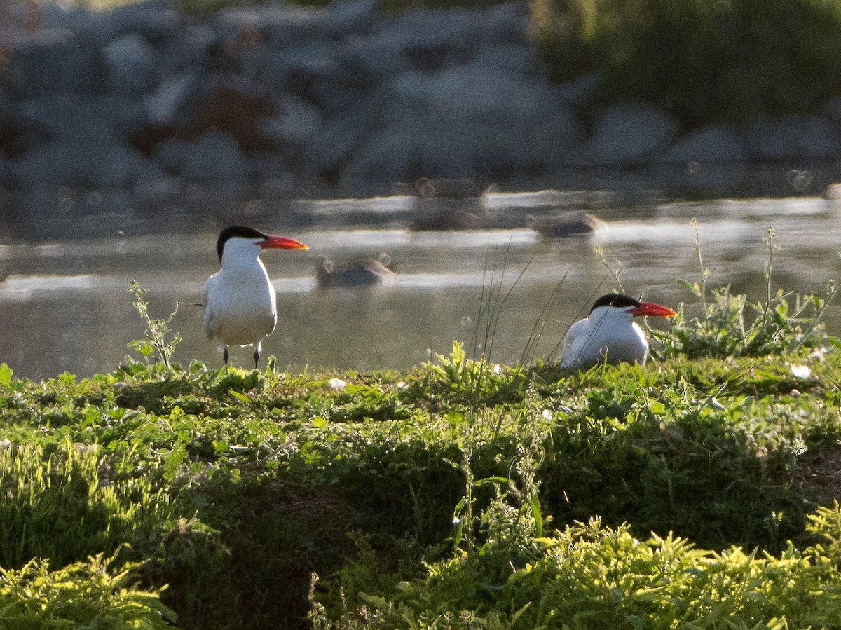 Caspian Tern - ML626057710