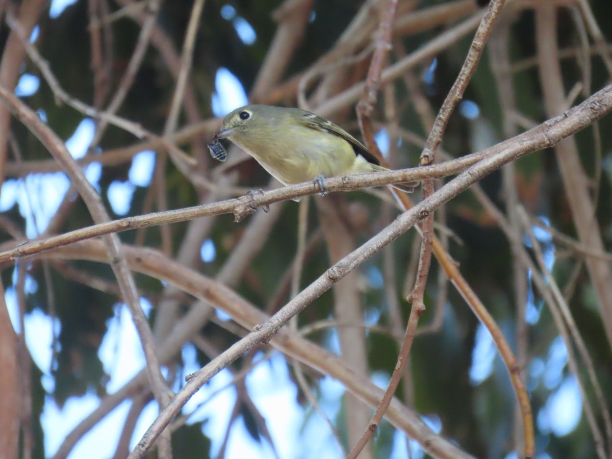 Hutton's Vireo - ML626057722
