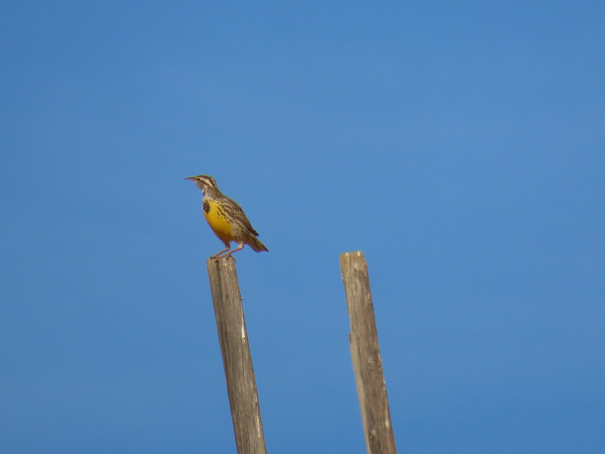 Western Meadowlark - ML626057735