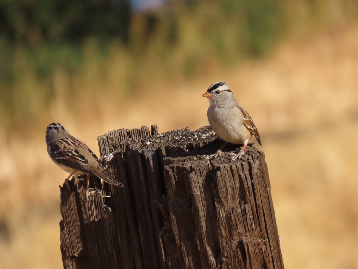 White-crowned Sparrow - ML626057747
