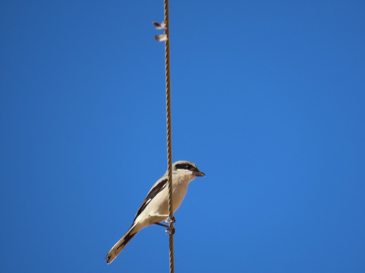 Loggerhead Shrike - ML626057775