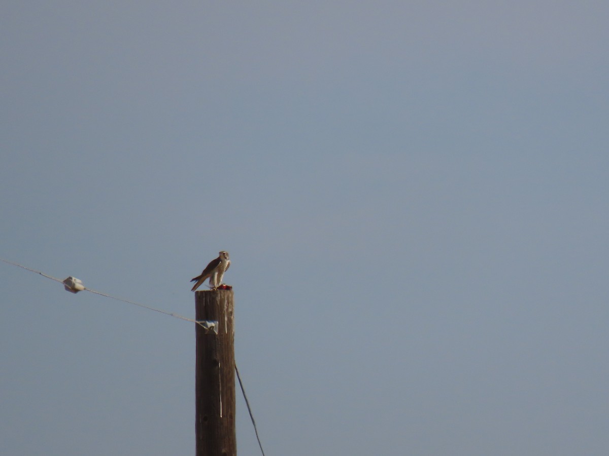 Prairie Falcon - ML626057798