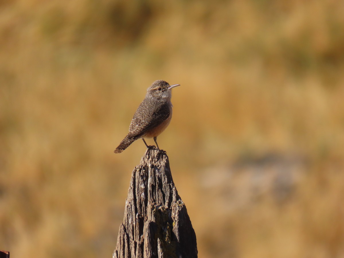 Rock Wren - ML626057818