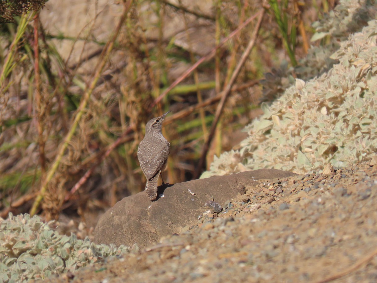 Rock Wren - ML626057819