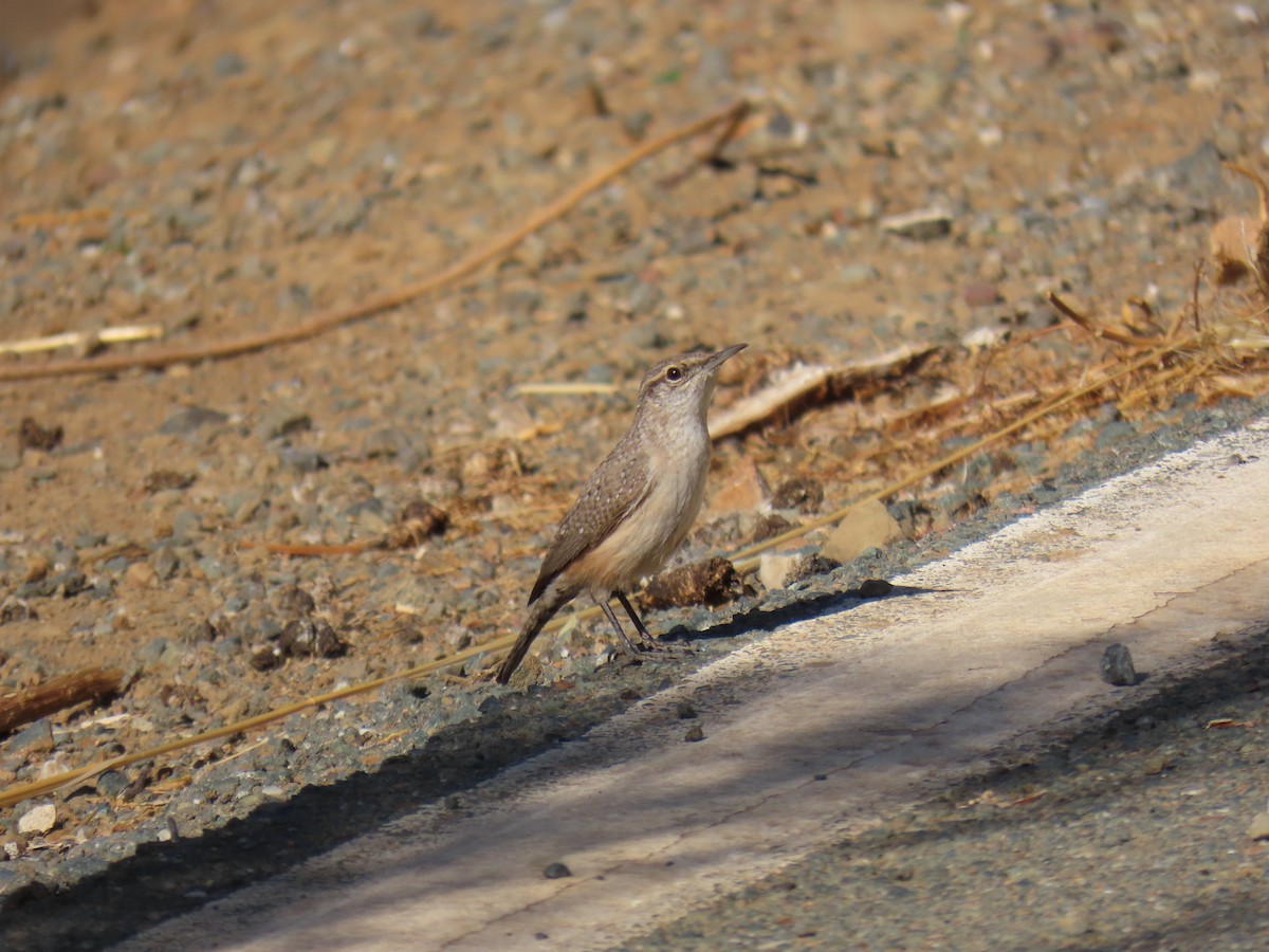 Rock Wren - ML626057820