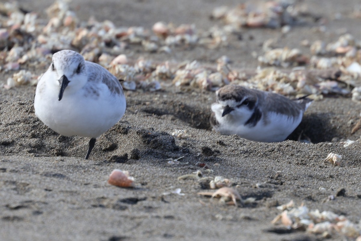 Sanderling - ML626057859