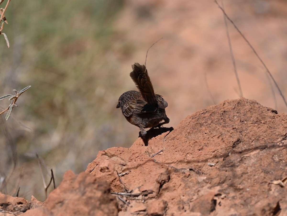 Dusky Grasswren - ML626058000